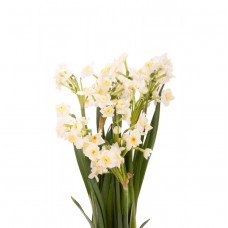 Chinese New Year Narcissus Plant