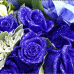 Crystal Blue Roses with Hydrangea Bouquet